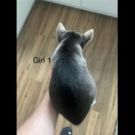 Siberian Husky - Both