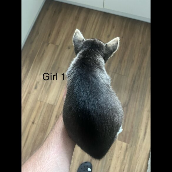 Siberian Husky - Both