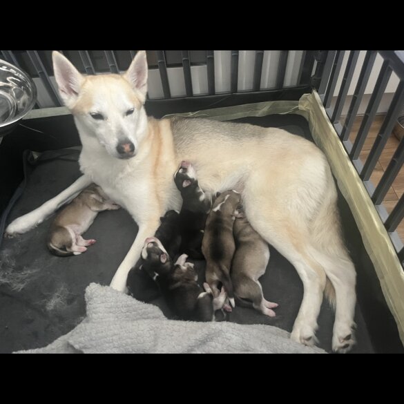 Siberian Husky - Both