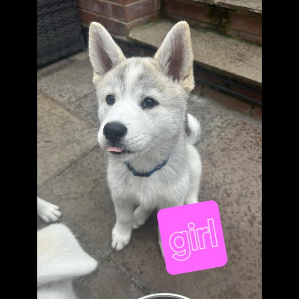 Siberian Husky - Both
