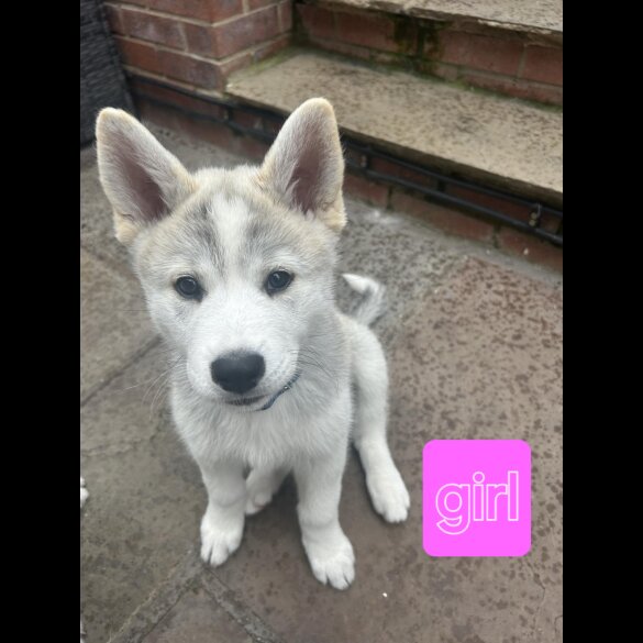 Siberian Husky - Both