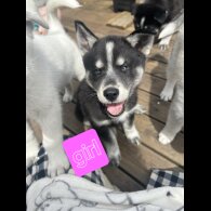 Siberian Husky - Both
