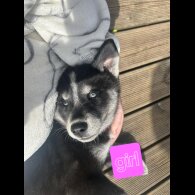 Siberian Husky - Both