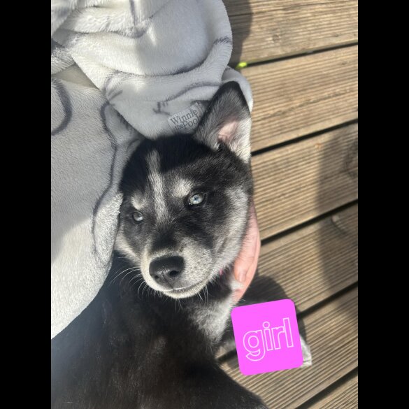Siberian Husky - Both