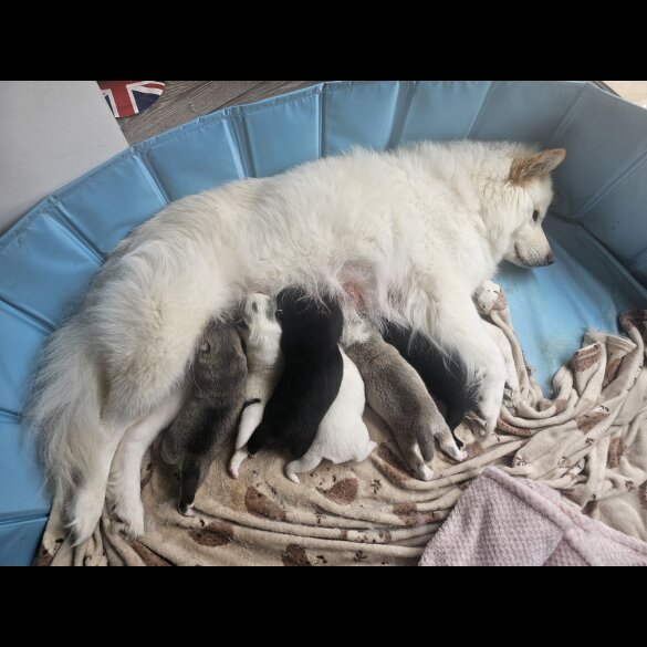Siberian Husky - Both