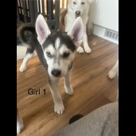 Siberian Husky - Both