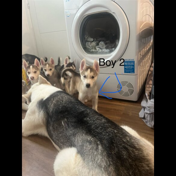 Siberian Husky - Both