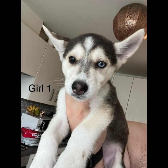 Siberian Husky - Both