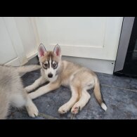 Siberian Husky - Dogs