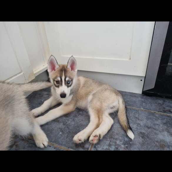 Siberian Husky - Dogs