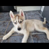 Siberian Husky - Dogs