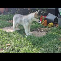 Siberian Husky - Dogs