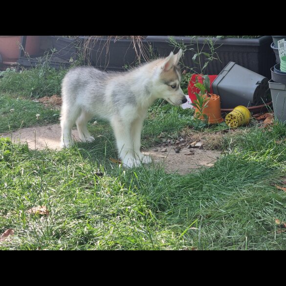 Siberian Husky - Dogs