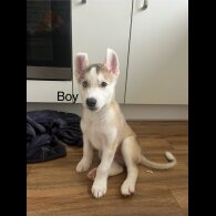 Siberian Husky - Both