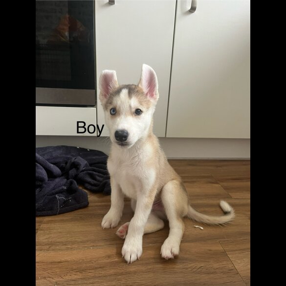 Siberian Husky - Both
