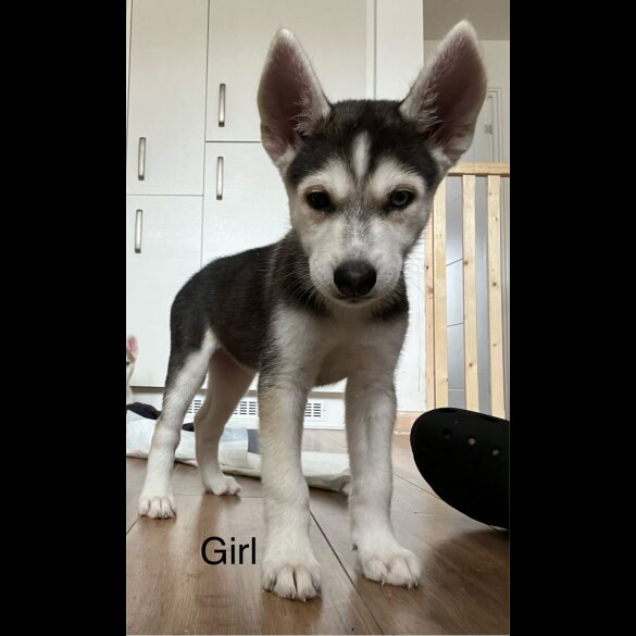 Siberian Husky - Both