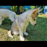 Siberian Husky - Dogs