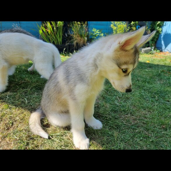 Siberian Husky - Dogs