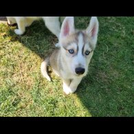 Siberian Husky - Dogs