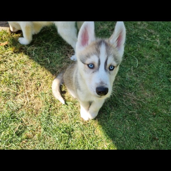 Siberian Husky - Dogs