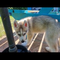 Siberian Husky - Dogs