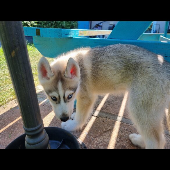 Siberian Husky - Dogs
