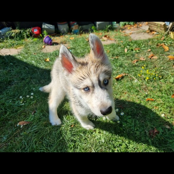 Siberian Husky - Dogs