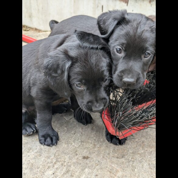 Springador - Both