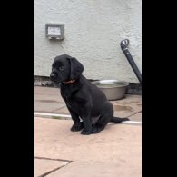 Springador - Both