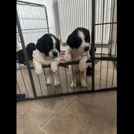 Springador - Both