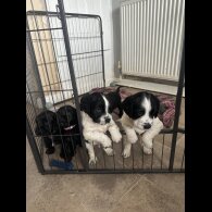 Springador - Both