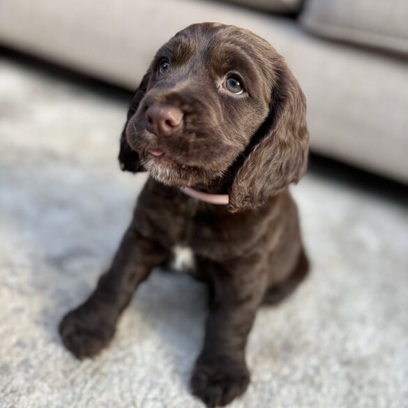 Sprocker Spaniel - Dogs