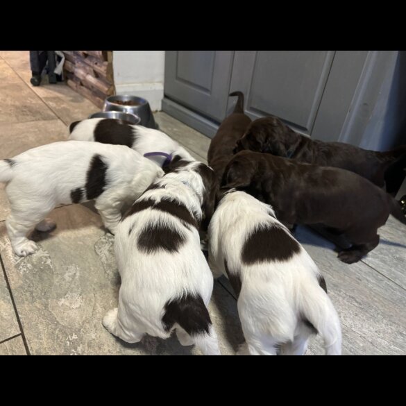Sprocker Spaniel - Dogs