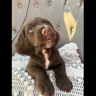 Sprocker Spaniel - Dogs
