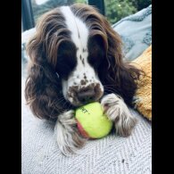 Sprocker Spaniel - Dogs
