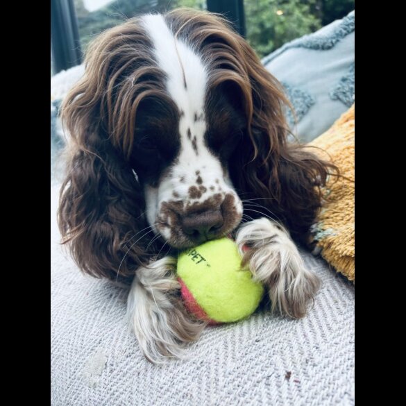 Sprocker Spaniel - Dogs