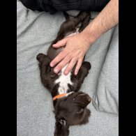 Sprocker Spaniel - Dogs