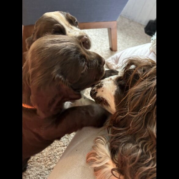 Sprocker Spaniel - Dogs
