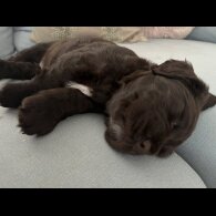 Sprocker Spaniel - Dogs