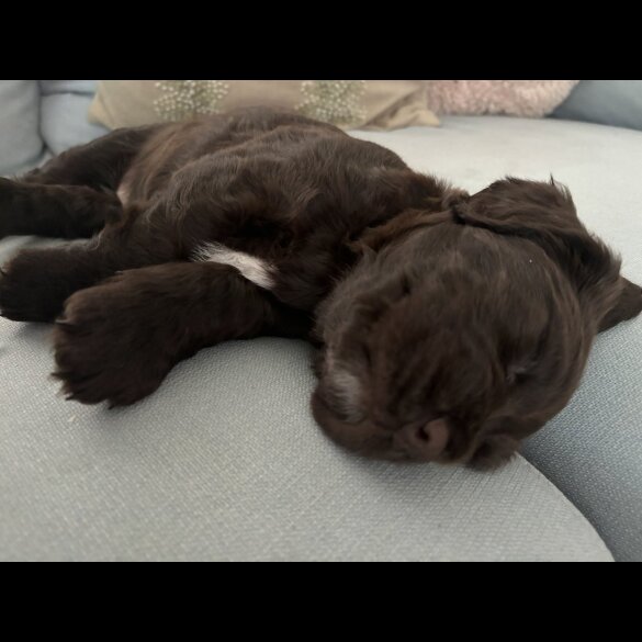 Sprocker Spaniel - Dogs