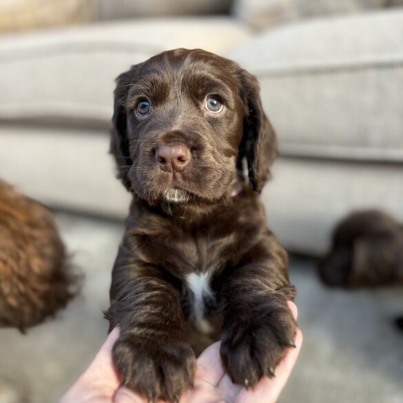 Sprocker Spaniel - Dogs