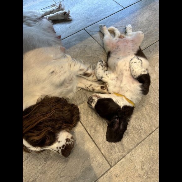 Sprocker Spaniel - Dogs