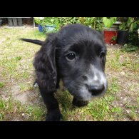 Sprocker Spaniel - Both