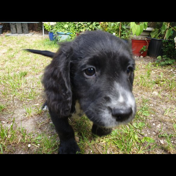 Sprocker Spaniel - Both