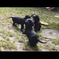 Sprocker Spaniel - Both