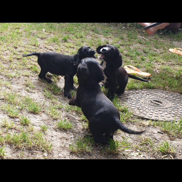 Sprocker Spaniel - Both