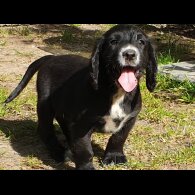Sprocker Spaniel - Both