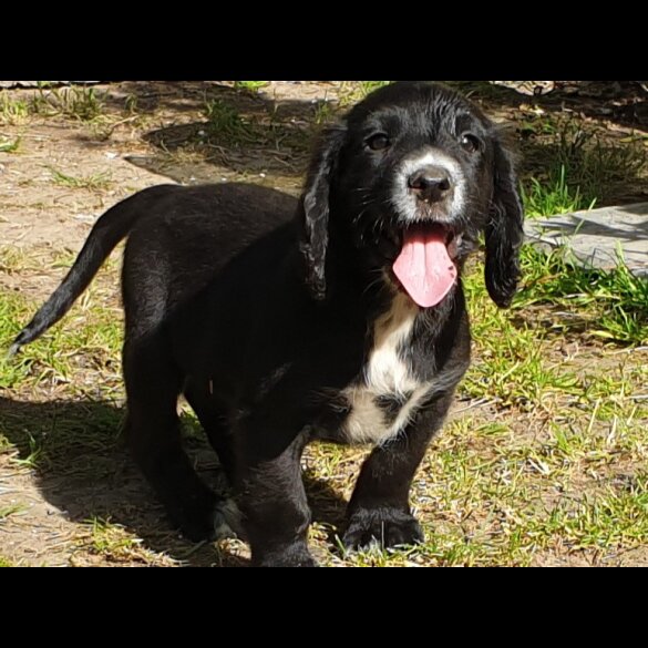 Sprocker Spaniel - Both