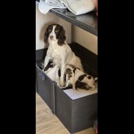 Sprocker Spaniel - Both