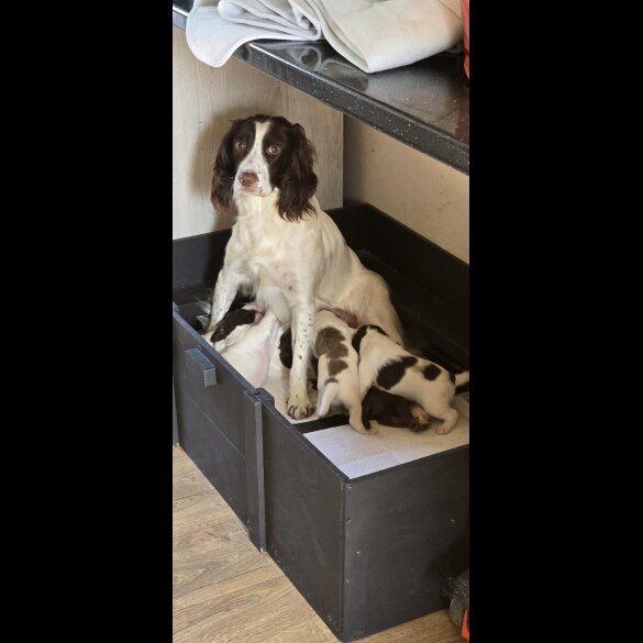 Sprocker Spaniel - Both
